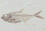 Diplomystus Fossil Fish - Wyoming #81420-1